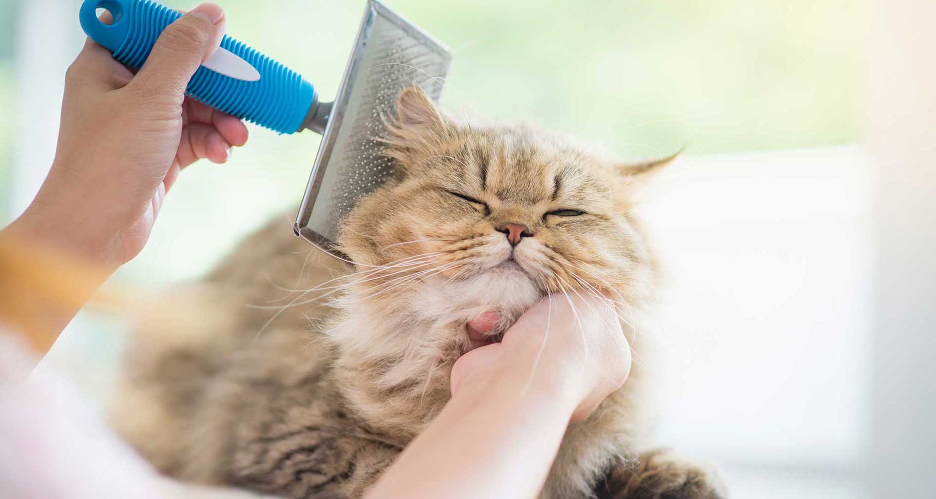 Cat being groomed at My Pet Hub