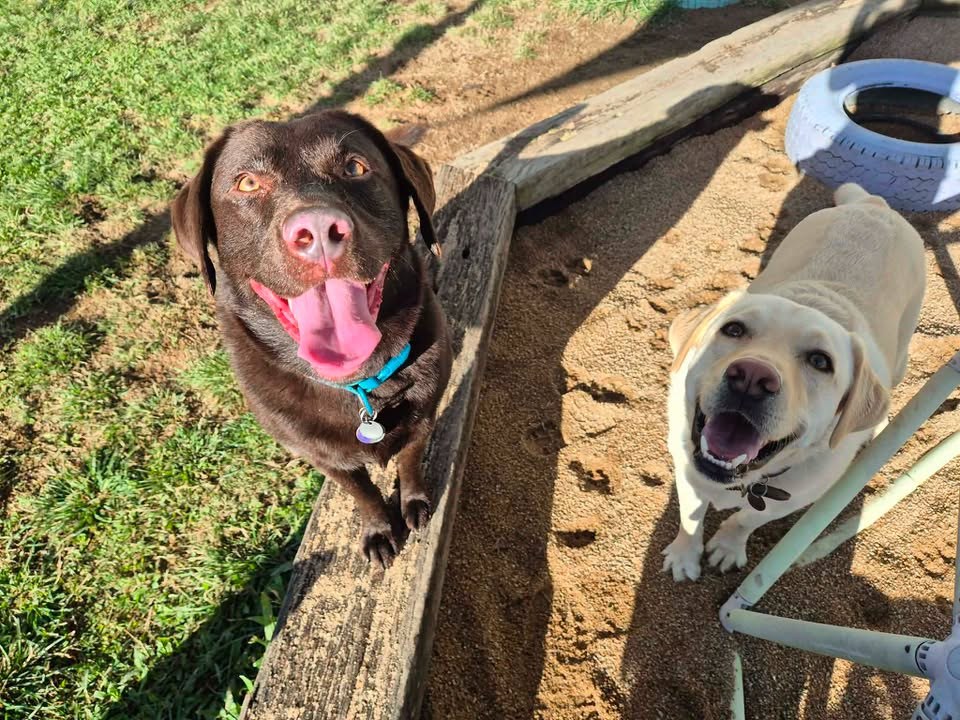 Dogtopia Retreat Doggie Daycare 2x